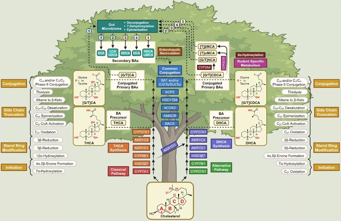 Schematic of human bile acid metabolism showing the classic (CYP7A1→HSD3B7→CYP8B1→AKR1D1/AKR1C4→CYP27A1) and alternative (CYP27A1→CYP7B1→… ) pathways from cholesterol to CA/CDCA, peroxisomal side-chain shortening, conjugation to glycine/taurine (BAAT), and mapping of primary to secondary bile acids.